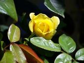 yellow-rose-blooms-flower-green-17645.jpg