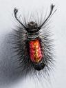 caterpillar-hairy-prickly-close-301255.jpg