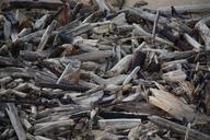 driftwood-beach-nature-wood-857942.jpg