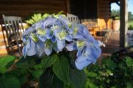 blue-flower-porch-hydrangea-summer-546586.jpg