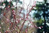 cherry-blossoms-spring-victoria-bc-1223299.jpg