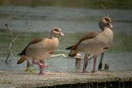 nile-goose-birds-nature-1174072.jpg