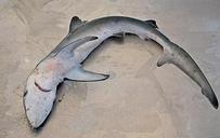 shark-thresher-shark-tooth-skin-1611912.jpg