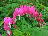 bleeding-hearts-flowers-spring-pink-1391321.jpg