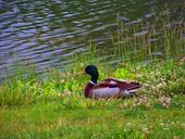 mallard-duck-male-bird-single-18076.jpg