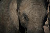 elephant-zoo-pachyderm-head-670645.jpg