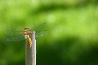 dragonfly-sailing-dragonfly-353399.jpg