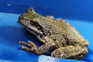 frog-tree-frog-wildlife-closeup-453357.jpg