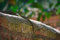 lizard-animal-wildlife-crawling-565403.jpg