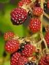 blackberries-berries-fruits-9387.jpg