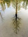 mirror-mirroring-trees-water-1261088.jpg