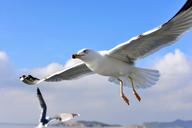 seagull-birds-flight-wings-freedom-1455367.jpg