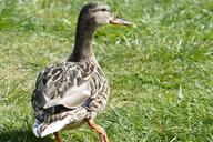 mallard-female-rush-green-1350378.jpg