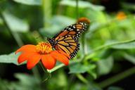 Monarch-butterfly-feeding-on-nectar-on-mexican-sunflower.jpg