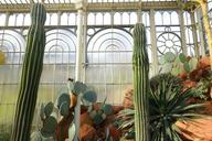 Succulents - Wilhelma Zoo - Stuttgart, Germany - DSC01967.jpg