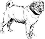 dog-pug-black-and-white-animal-42822.svg