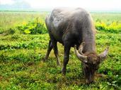 buffalo-eating-grass-green-274069.jpg