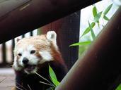 red-panda-red-panda-eating-sitting-708051.jpg