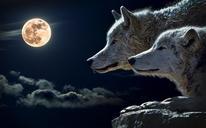 wolf-torque-wolf-moon-cloud-sky-547203.jpg