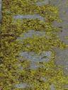 lime-blossom-pollen-bee-pollen-road-115215.jpg