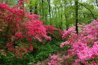 Springtime - Winterthur Museum - DSC01632.JPG