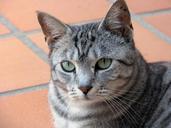 cat-tabby-pet-feline-660438.jpg