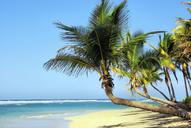 cuba-beach-coconut-trees-idleness-1092372.jpg