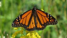 monarch-butterfly-flower-blossom-1056345.jpg