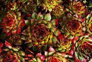 plant-succulents-succulent-990838.jpg