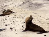 sea-lions-beach-galapagos-islands-163753.jpg