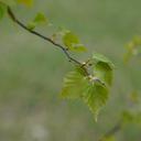 birch-deciduous-tree-birch-leaf-345844.jpg