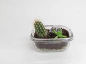 succulents-cactus-plant-green-1447297.jpg