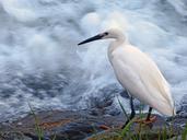 snowy-egret-egret-bird-wildlife-354643.jpg