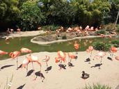 san-diego-flamingo-water-bird-1216975.jpg