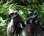 lemur-ape-safari-animals-cute-434760.jpg