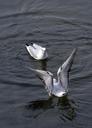 seagulls-birds-wings-flying-seagull-565701.jpg