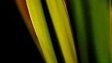 green-nature-macro-plant-619648.jpg