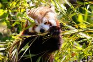 red-panda-panda-mammal-wildlife-1252956.jpg