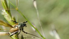 beetle-chafer-animals-summer-431069.jpg