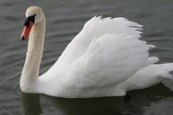 swan-feathers-water-bird-beak-1312105.jpg