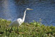 egret-white-avian-bird-618189.jpg