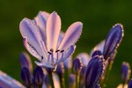 agapanthus-lily-of-the-nile-lily-1310745.jpg