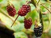 blackberries-rubus-sectio-rubus-8806.jpg