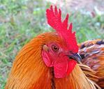 rooster-bird-domestic-birds-colors-837556.jpg