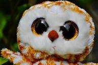 barn-owl-bird-feather-glitter-eyes-852607.jpg