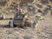 camel-desert-mountain-baby-egypt-107700.jpg