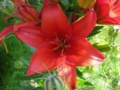 lily-flower-red-blossom-bloom-440003.jpg