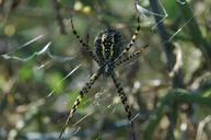 spider-web-insect-poisonous-spooky-195306.jpg