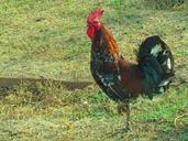 rooster-cock-standing-farm-animal-243230.jpg