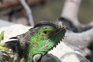 iguana-reptile-zoo-253454.jpg